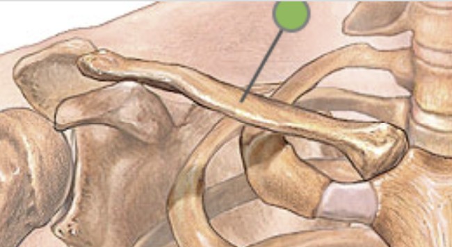 <p>What bone is the collar bone?</p>