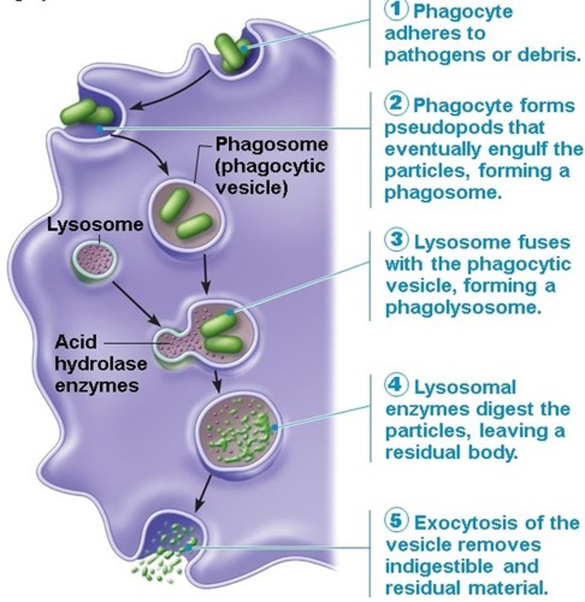 <p>1. movement towards bacteria by chemotaxis</p><p>2. bind to bacterium</p><p>3. engulf bacterium</p><p>4. phagosome formation</p><p>5. phagosome and lysosomes fuse</p><p>6. digestion of bacterium by lysosome enzymes / destruction with superoxide</p><p>7. egestion of bacterial debris</p><p>8. antigen presentation (monocytes and macrophages only)</p>