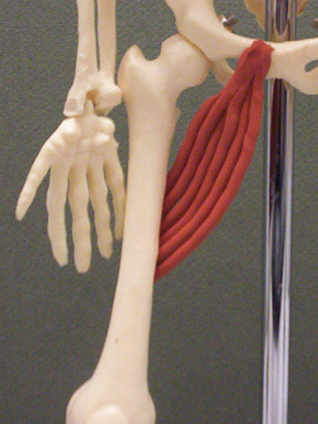 <p>flexes hip, adducts femur</p>