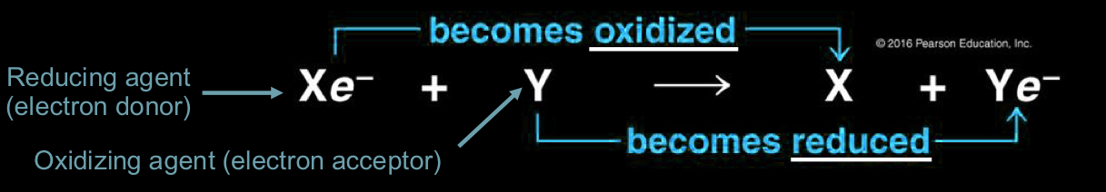 <ul><li><p>during a chemical reaction, electrons are transferred and organic molecules release stored energy</p><ul><li><p>this energy released is used to make ATP</p></li></ul></li><li><p>reducing agent becomes oxidized as it loses electrons (becomes more positive)</p></li><li><p>oxidizing agent becomes reduced as it accepts electrons (becomes more negative)</p></li></ul><p></p>