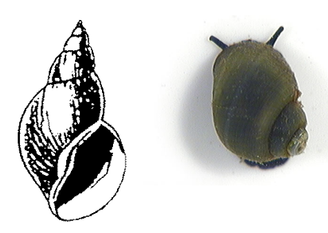 <p>Class 1-pollution sensitive</p>