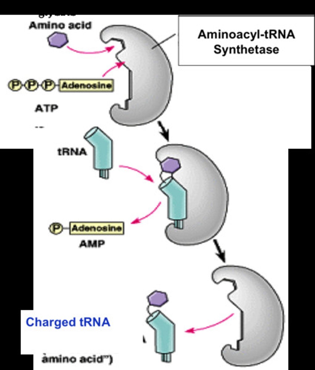 <p>has binding sites for a specific amino acid, specific tRNA and ATP</p>