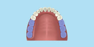<p>Molars</p>