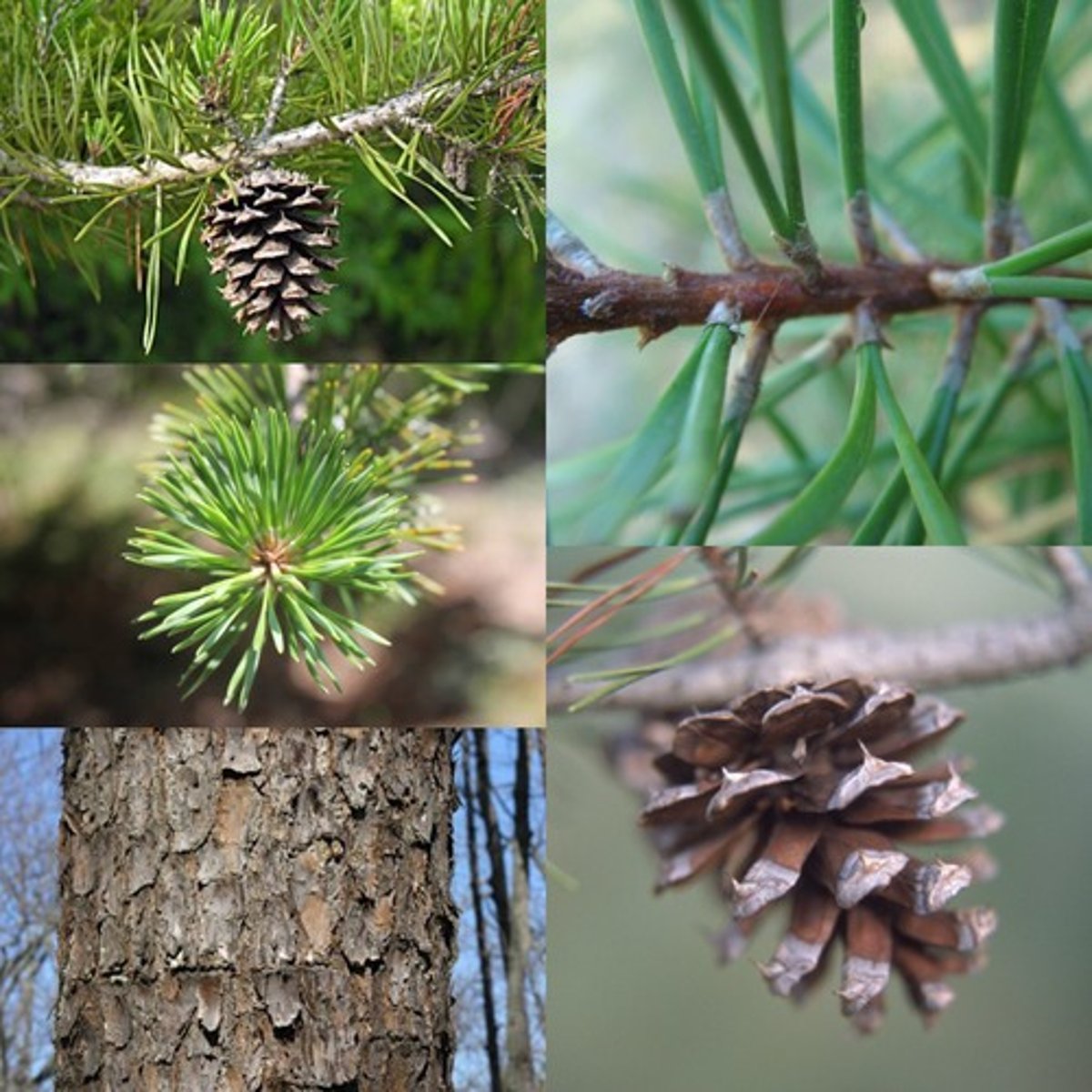 <p>twisted, short needles 1.5-3 inches long, bundles of 2</p><p>spiky cones</p>