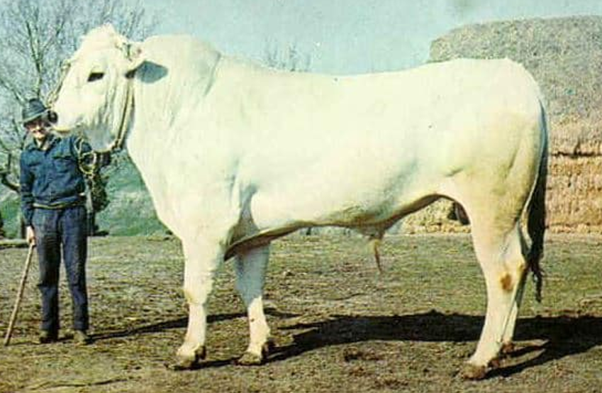 <p>What breed is this?</p>