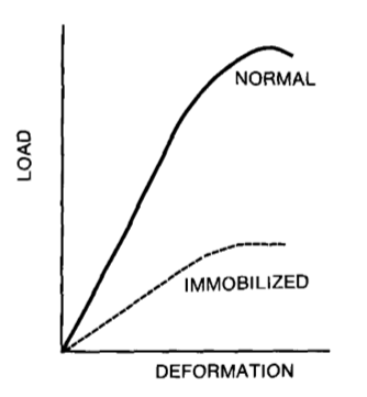 <p>immobilization</p>