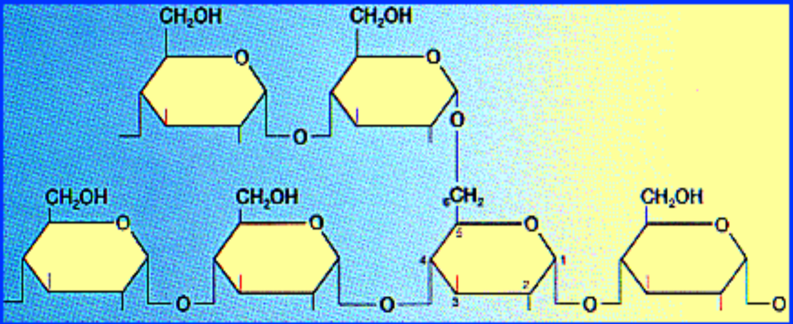 <ul><li><p><span style="color: red;"><mark data-color="yellow" style="background-color: yellow; color: inherit;">ą 1-4 glycosidic linkage</mark></span> (the main chain)</p></li><li><p><span style="color: red;"><mark data-color="yellow" style="background-color: yellow; color: inherit;">a 1-6 glycosidic linkage</mark></span> (every 25 glucose)</p></li><li><p>Easier to <span style="color: red;"><mark data-color="yellow" style="background-color: yellow; color: inherit;">break off </mark></span>glucose for <span style="color: red;"><mark data-color="yellow" style="background-color: yellow; color: inherit;">energy</mark></span> in plants</p></li></ul><p></p>