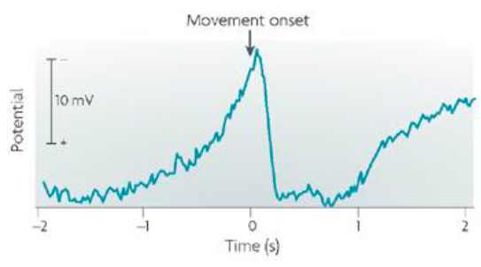<ul><li><p>The readiness potential (Berietschaftspotential) is an EEG signal that is recorded from the medial frontal lobes (~ SMA) of humans, starting around 1 second before voluntary movements</p></li><li><p>EEG was active in SMA before the movement</p></li></ul><p></p>