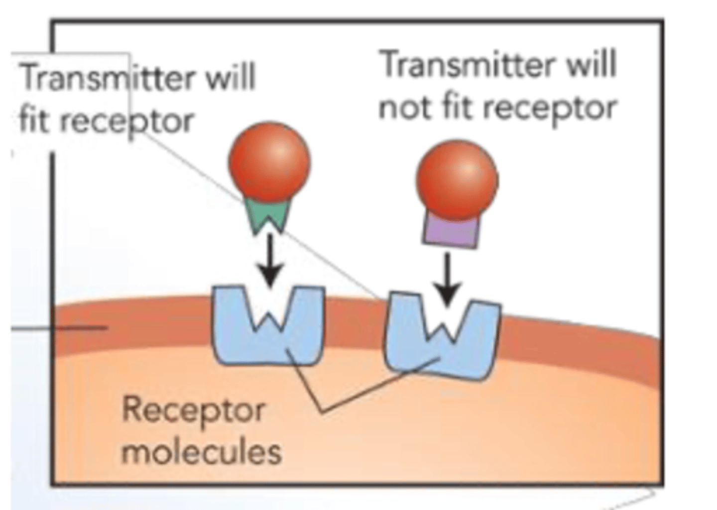 <p>Neurotransmitters that successfully bind to a postsynaptic neuron, influence its electrical charge via <strong>graded potentials</strong>. Can make post synaptic neurons more positively or negatively charged, depending on what the neurotransmitters being released are </p><p></p><p><strong>Excitatory postsynaptic potential (EPSP)</strong> Ex: <strong>Glutamate</strong>: When a neurotransmitter binds to a receptor, sodium channels open (flows into the cell), increasing the positive charge of the neuron</p><p></p><p><strong>Inhibitory postsynaptic potential (IPSP)</strong> ex: <strong>GABA:</strong> When a neurotransmitter binds to a receptor, potassium channels open (flows out of the cell), increasing the negative charge of the neuron </p><p></p><p>If EPSPs outweigh IPSPs, the neuron may reach the action potential threshold -55mV</p>