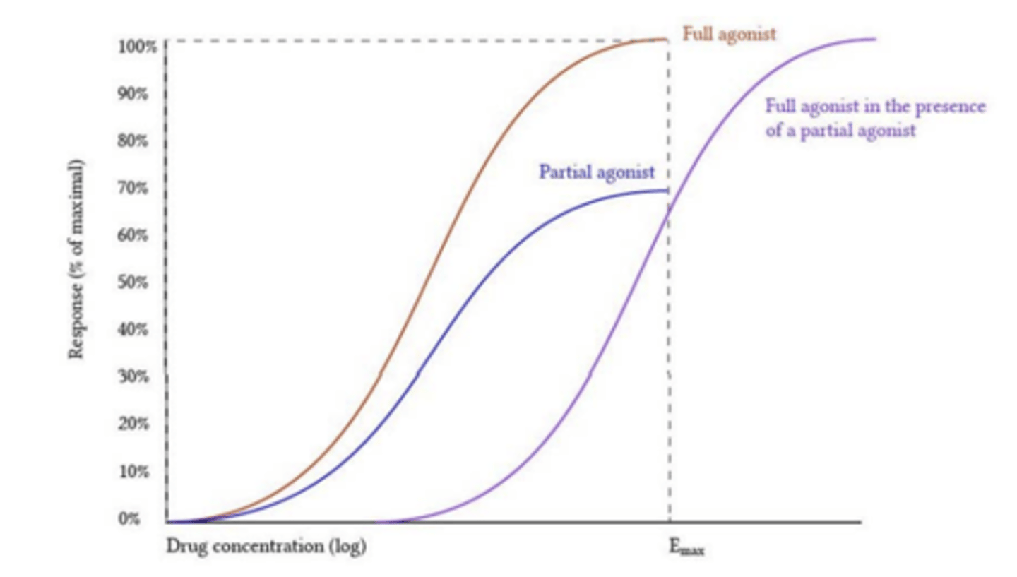 <p>- activated</p><p>- total drug effect</p>