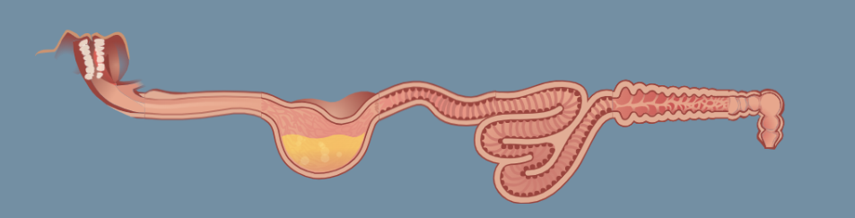 large organs in digestive system