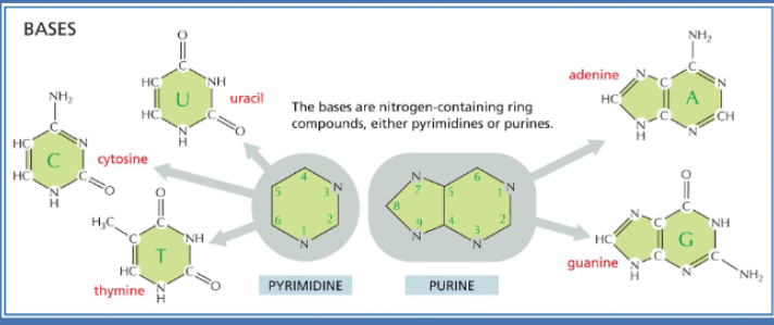 <ul><li><p>uracil</p></li><li><p>cytosine</p></li><li><p>thymine</p></li></ul><p>one nitrogen ring</p><p></p>