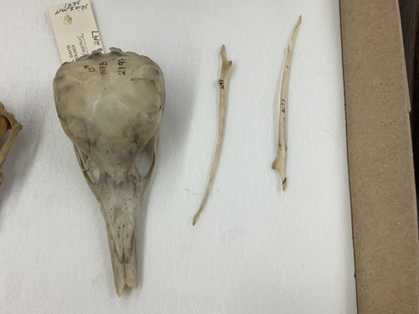 <p>Family, Order, Subclass</p><p>-no teeth</p><p>-slender, rod-like lower jaw</p><p>-bird-like helmet</p><p>-premaxilla separate and reconnect</p><img src="https://131692448.cdn6.editmysite.com/uploads/1/3/1/6/131692448/GJPLCO2HBHCKYMQIS26PUIAC.jpeg" data-width="100%" data-align="center" alt=""><p></p>