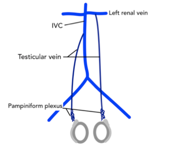 <p>Into the inferior vena cava (IVC).</p>