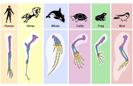 <p>Similar in form/location, but different in function. Evidence of divergent evolution. Origin from a common ancestor</p>