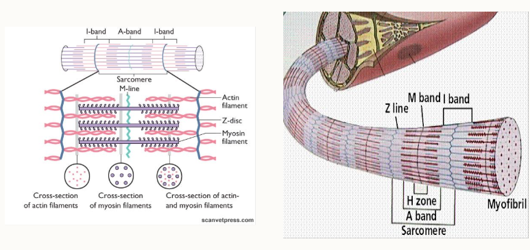 <p>2 Z-lines = one sarcomere:</p><ul><li><p>Z-line = ends of sarcomere, boundary</p></li><li><p>I-band = actin only</p></li><li><p>A band = from edges of myosin, zone that contains whole of myosin</p></li><li><p>H zone = only myosin</p></li><li><p>M band = transverse line that binds the myosin filaments in the middle of the sarcomere</p></li></ul><p></p>
