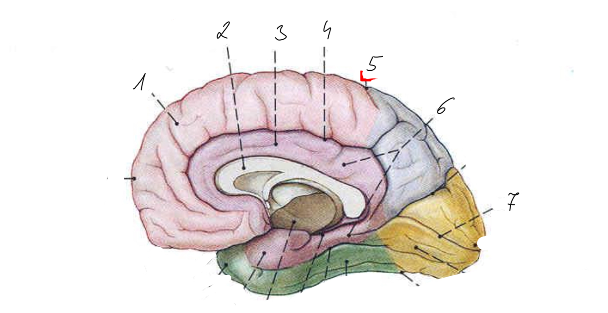 <p>6</p>