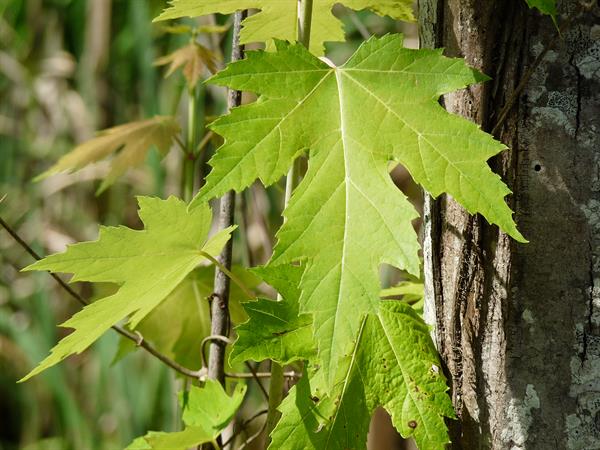 <p>Lighter underside of leaves, spreading form with drooping branches, strappy exfoliating bark, simple palmately lobed leaves (5 lobes), deep sinuses that come to a V-shape, entire margins and large teeth, collateral buds, large paired samaras at a 90 degree angle</p>