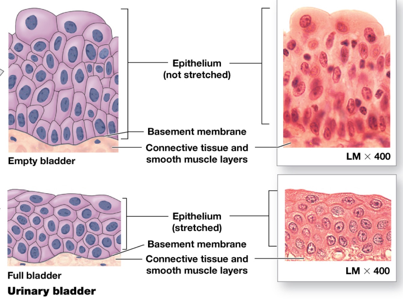<p>Urinary bladder / cells around the internal base</p>