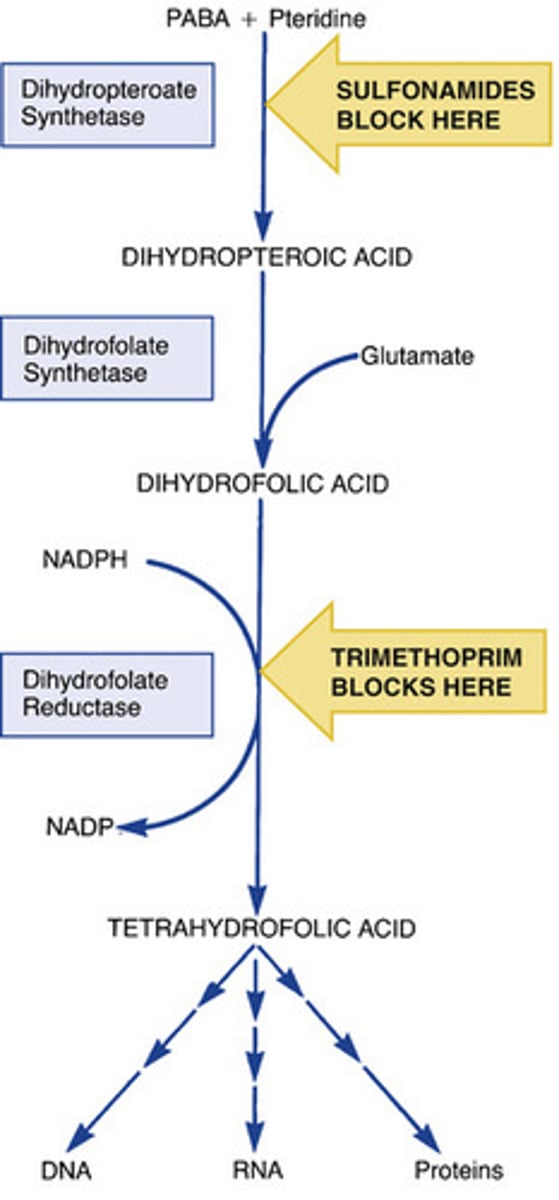 <p>sulfonamides (e.g. sulfamethoxazole)</p><p>trimethoprim</p>