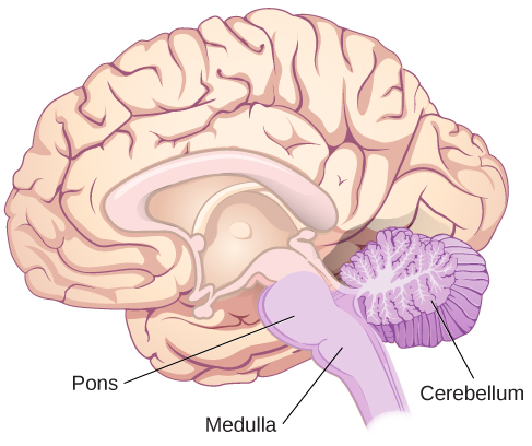 <p><span>located at the back of the head and looks like an extension of the spinal cord; contains the medulla, pons, and cerebellum</span></p>