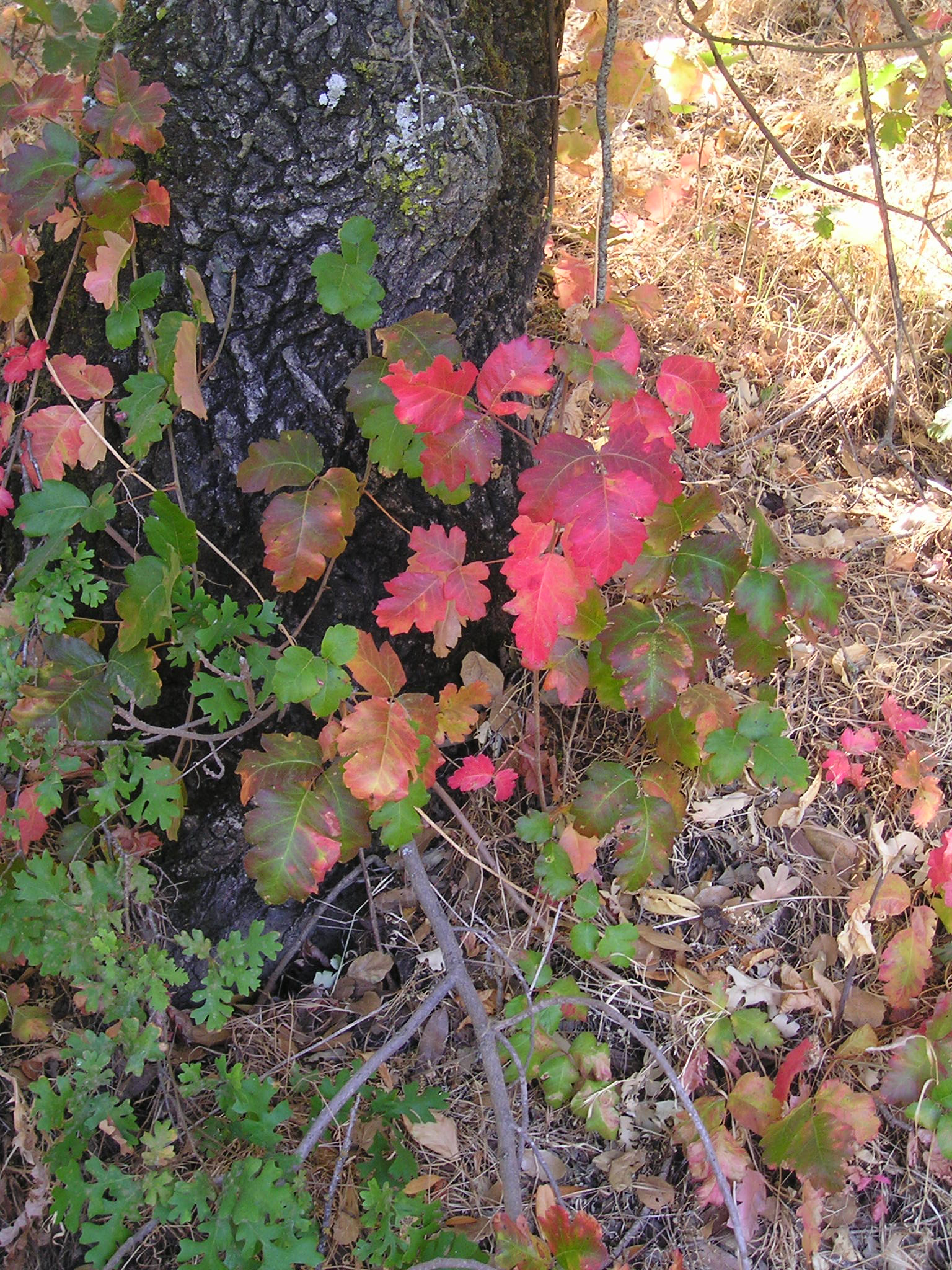 <p>Poison Oak</p>