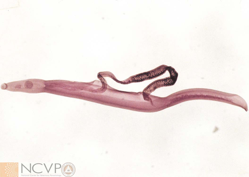 <p>Identify this parasite</p>