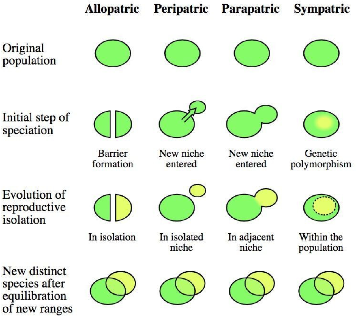 Allopatric, Parapatric, Sympatric