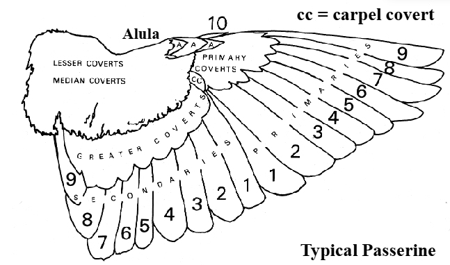 <p>Lowest number innermost</p>