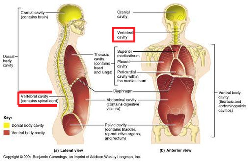 contains spinal cord