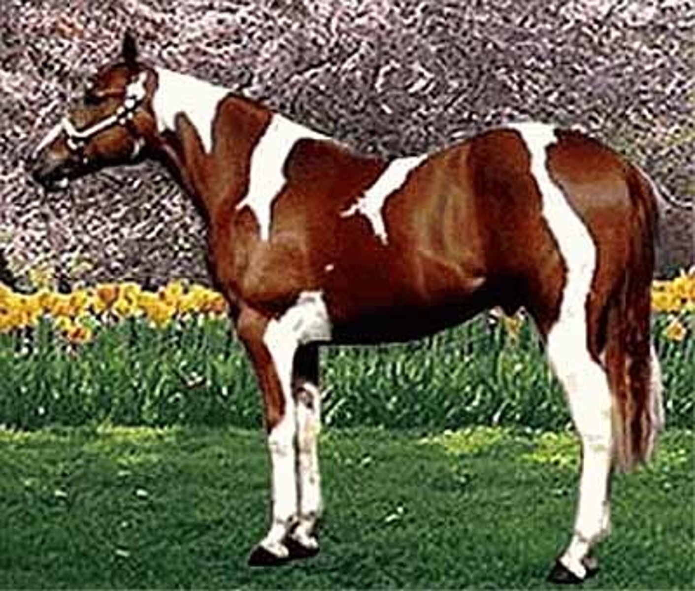 <p>type of any pinto patterns (chestnut or bay) and white</p>
