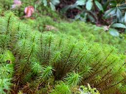 <p>Hair cap moss</p>