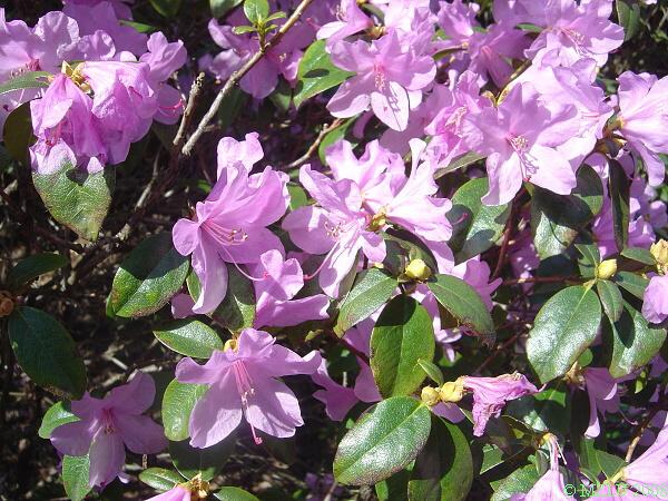 <p><span><em>Rhododendron sp.</em></span></p>