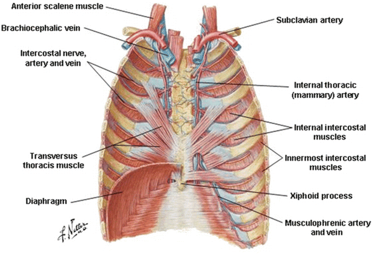 <p><strong>origin:</strong> body of sternum, xiphoid process</p><p><strong>insertion:</strong> ribs/costal cartilages 2-6</p><p><strong>innervation: </strong>intercostal nerves</p><p><strong>action: </strong>depress ribs</p>