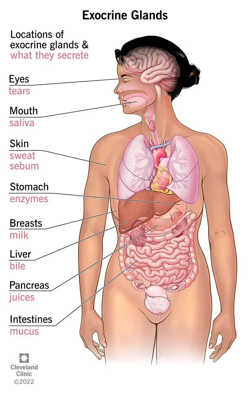 Exocrine glands 