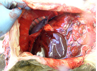 <p>Describe this post mortem finding of a foetus</p>