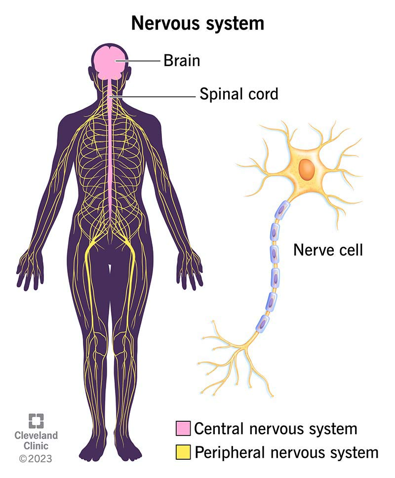 <ul><li><p>Central Nervous System:</p><ul><li><p>Brain and spinal chord</p></li><li><p><span><span>Responsible for coordinating all reactions and nervous communication around the body</span></span></p></li></ul></li><li><p>Peripheral Nervous System:</p><ul><li><p>Nerves in the rest of the body</p></li><li><p>Transmits impulses from CNS to the rest of the body</p></li></ul></li></ul><p></p>