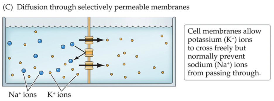 <p>The difference in electrical charge and chemical concentration between the semipermeable cell membrane</p>