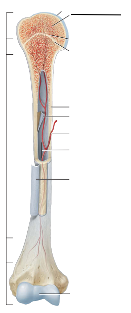 <p>Identify what part of the humerus (arm bone) is in the blank.</p>