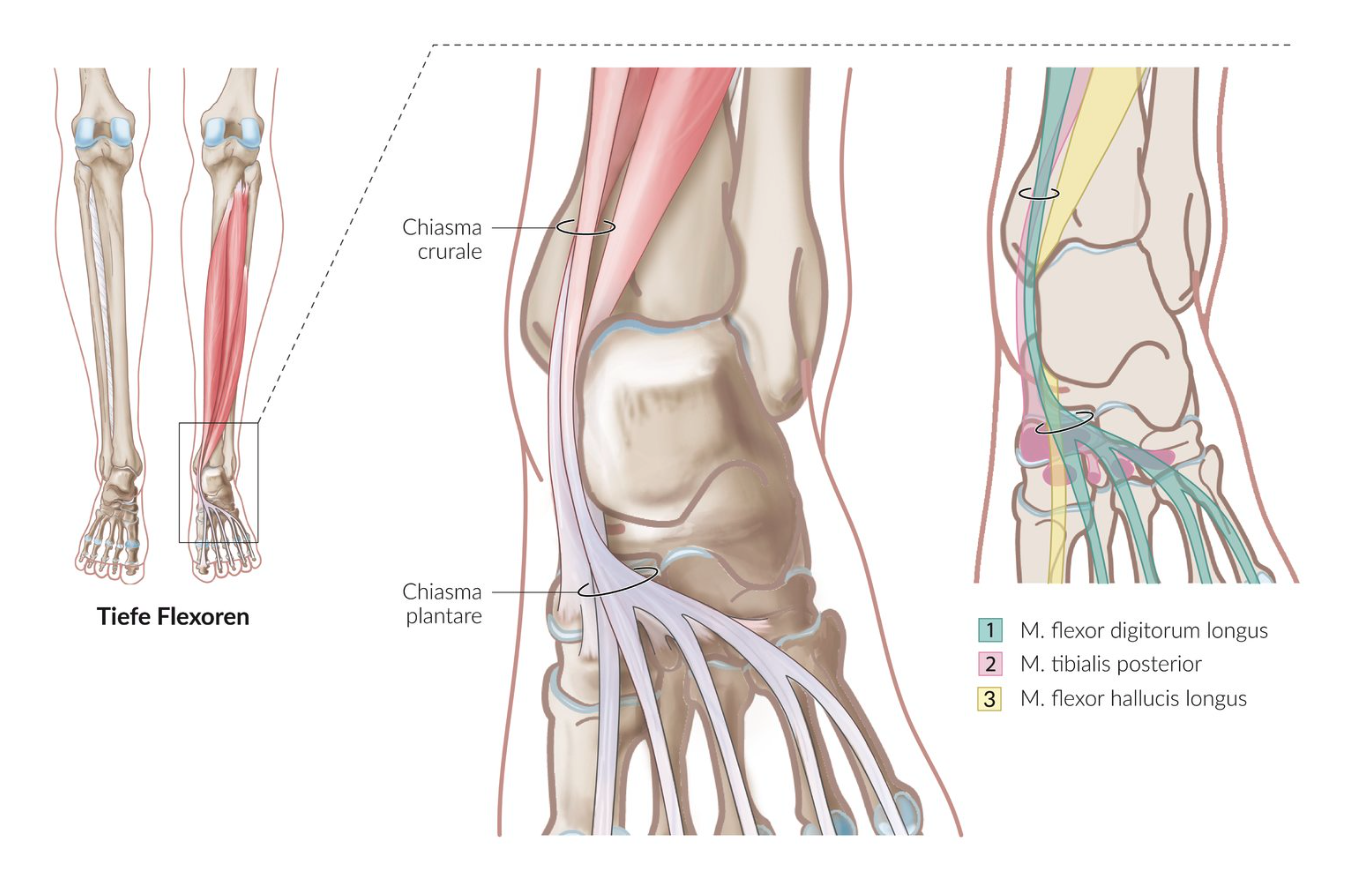 <p>D. Flexor digitorum longus muscle and tibialis posterior muscle</p>