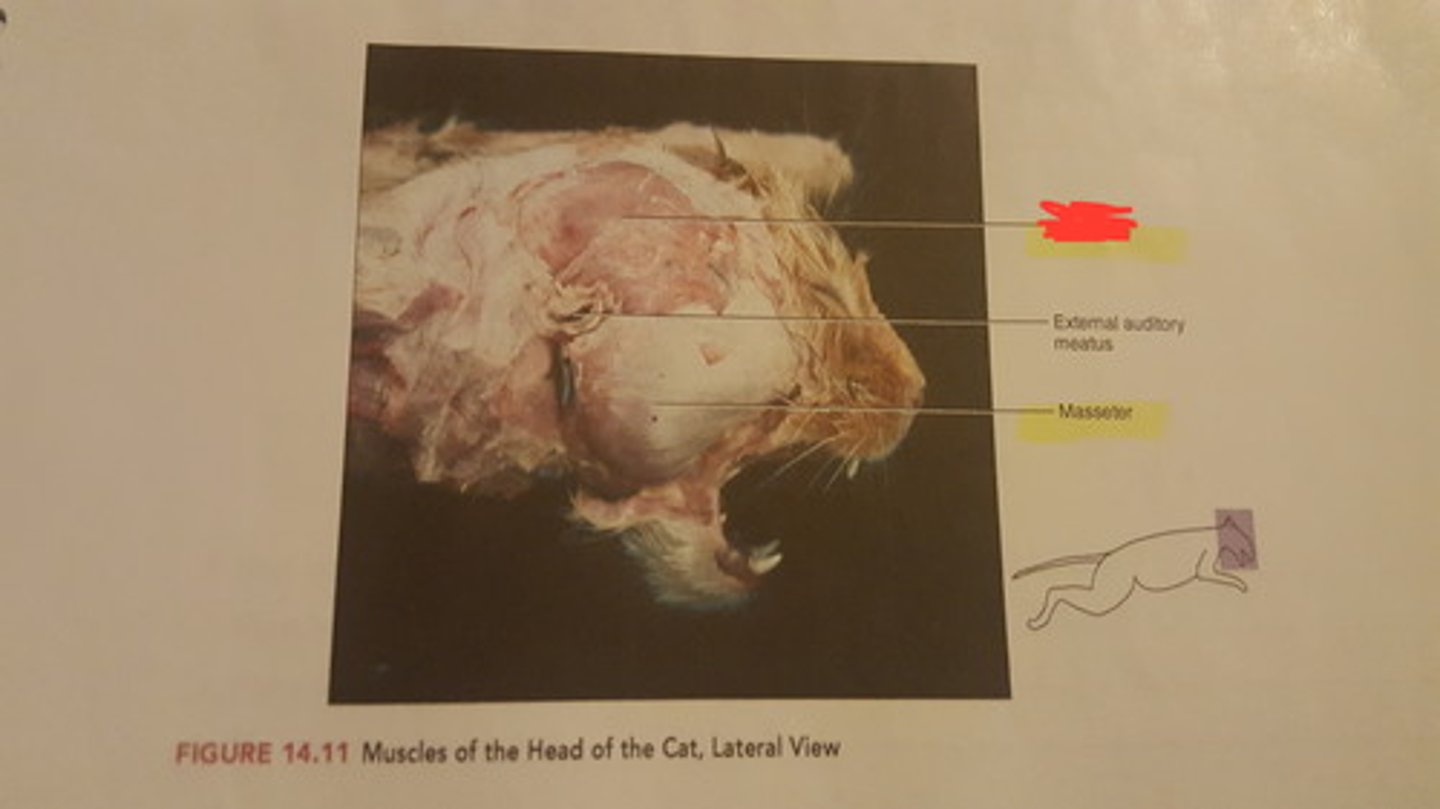 <p>name this muscle</p>