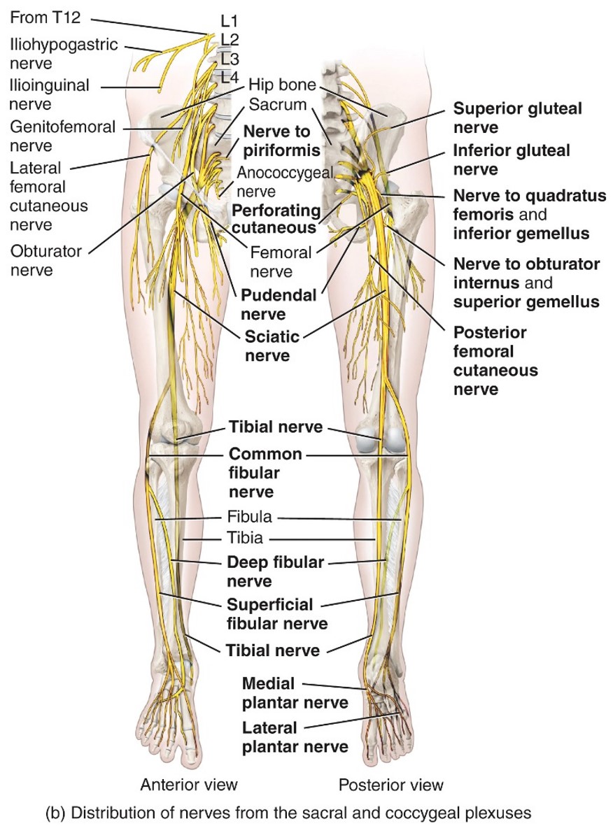 <ul><li><p>Lumbar Plexus</p></li><li><p>L2-L4</p></li><li><p>Iliopsoas -quadriceps femoris -sartoris</p></li><li><p>pectineus</p></li></ul>