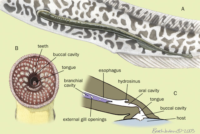 <p>Lamprey</p>