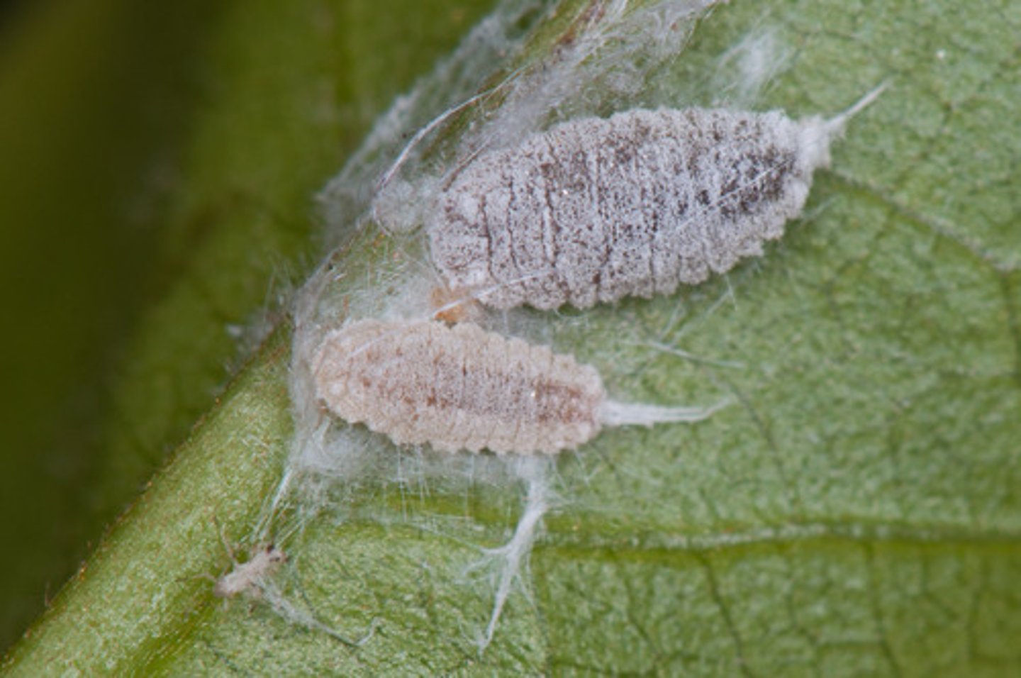 <p>Scale insects</p>
