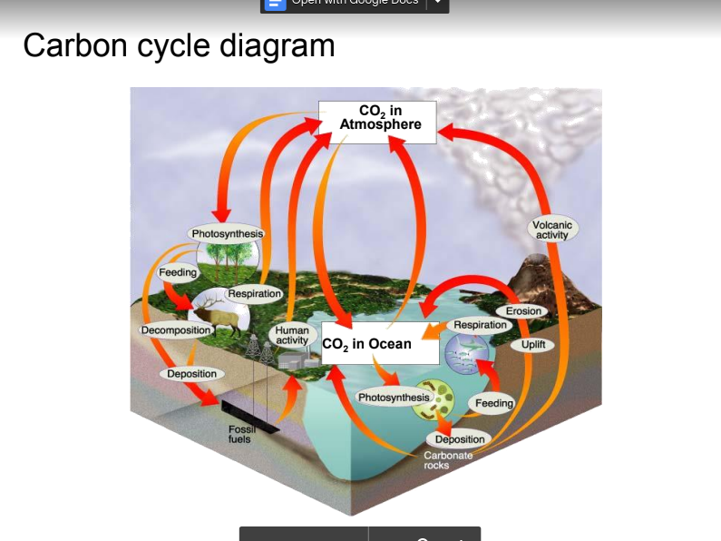 <p>An example of a biogeochemical cycle. Carbon exchange in the atmosphere. Carbon dioxide enters plants through photosynthesis and is converted to glucose. Carbon then moves through food chains.</p>