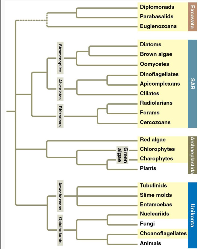 <p>According to this phylogenetic tree, what is the closest living relative to plants?</p><p>A. Chlorophytes</p><p>B. Charophytes</p><p>C. Red algae</p><p>D. Tubulinids</p><p>E. Fungi</p>