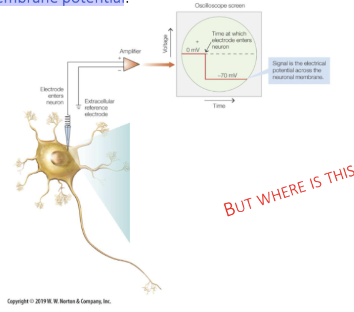 <p><span><span>When a neuron is not sending a signal, it is at rest. If you stick an electrode in the neuron (with the extracellular space as a reference), you will measure an electrical voltage of </span><strong><span>-70mV</span></strong><span>.</span></span></p>