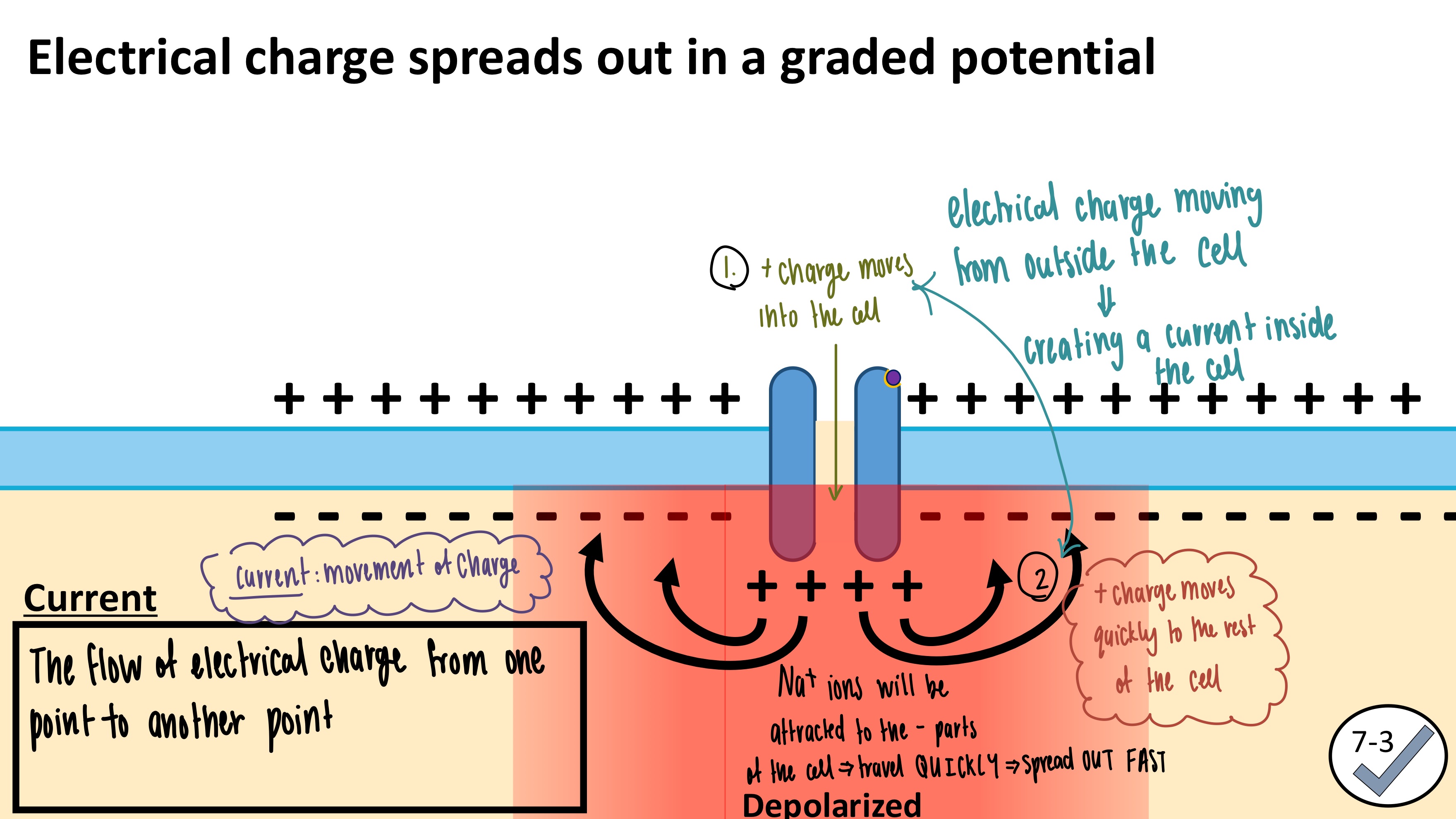 <ul><li><p><strong>Electrical Current</strong>: Flow of electrical charge from one point to another point</p></li><li><p>FASTER than chemical diffusion</p></li></ul><p></p>