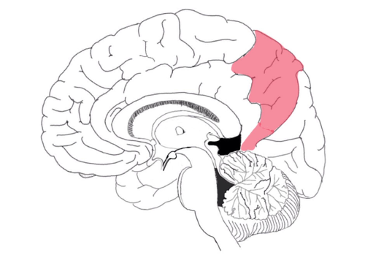<p>ID landmark of the parietal lobe</p>