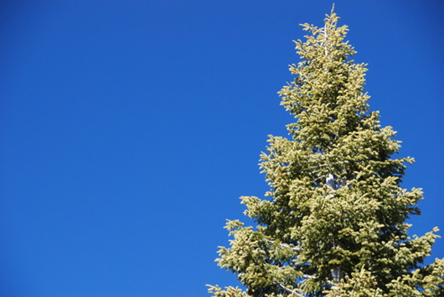 <p>The sky is clear.</p>